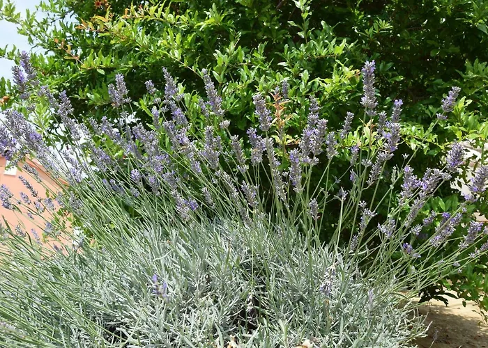 Charming Rab Apartament *