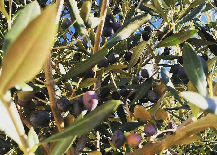 Charming Rab * Rab Town